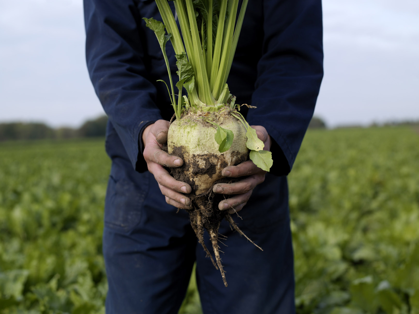 Cosun Beet Company - Precision farming met datagedreven advies